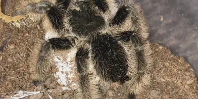 /img/19677-tarantula-enclosure.webp