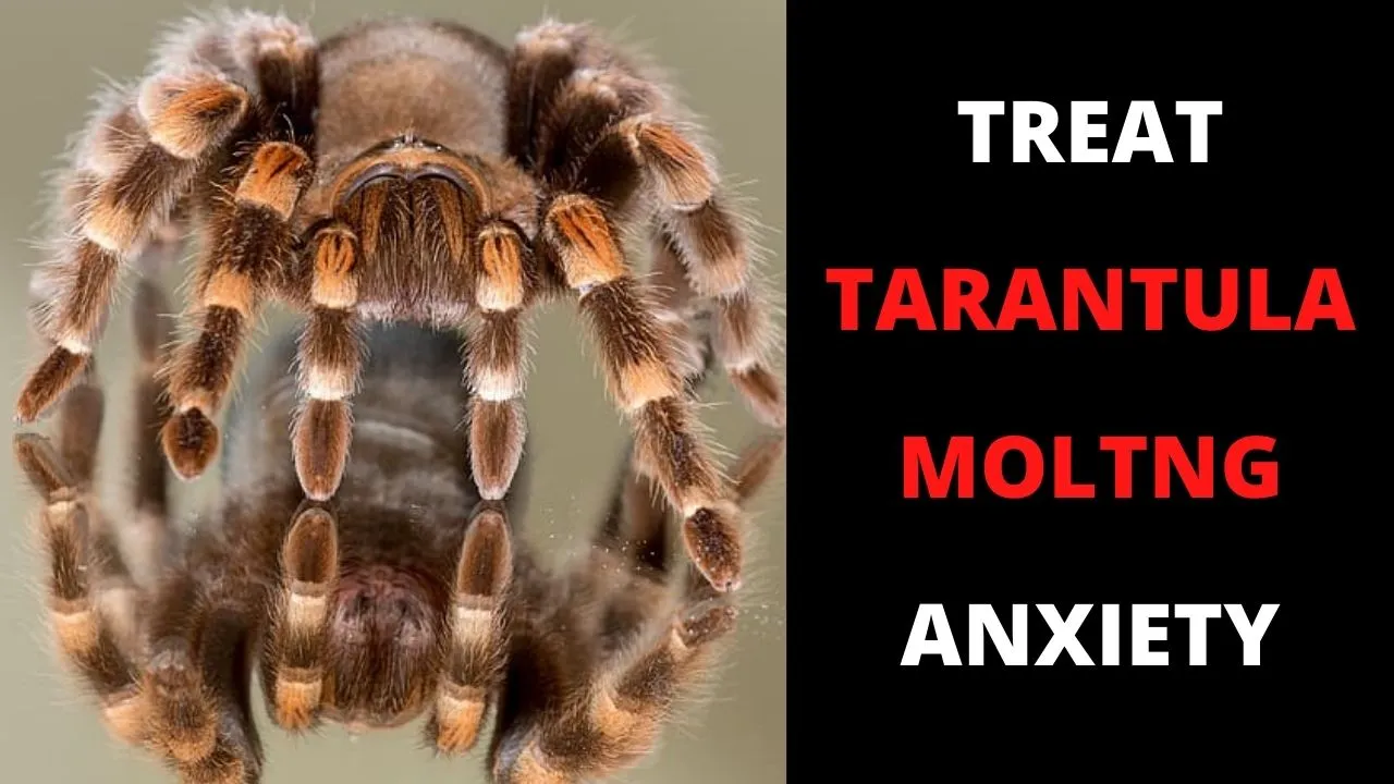 19678 tarantula treatment image3