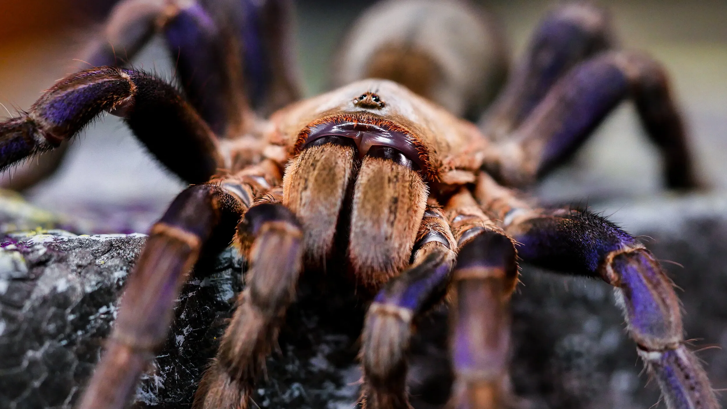 19678 tarantula treatment image4