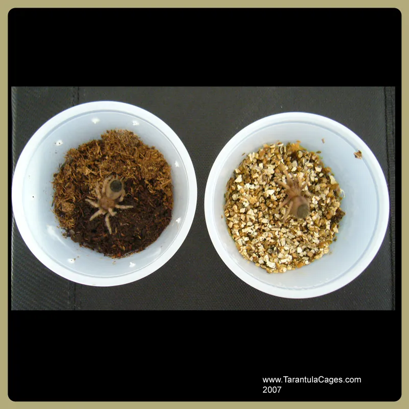 19678 tarantula treatment image5