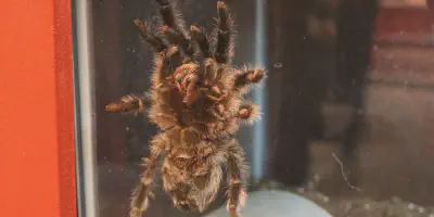 /img/19678-tarantula-treatment-image7.webp