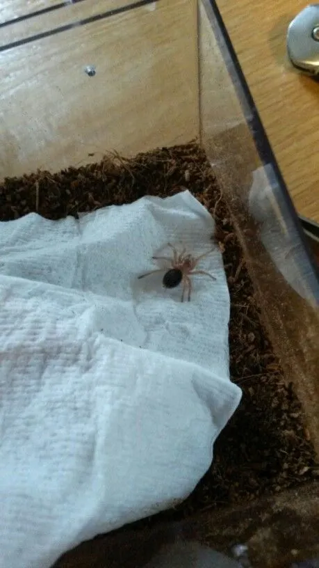 19679 chaco tarantula enclosure