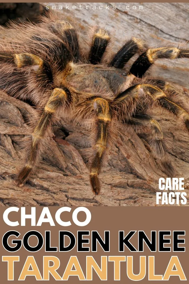 19679 chaco tarantula molting