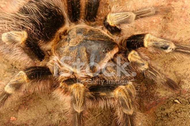 19679 healthy chaco tarantula