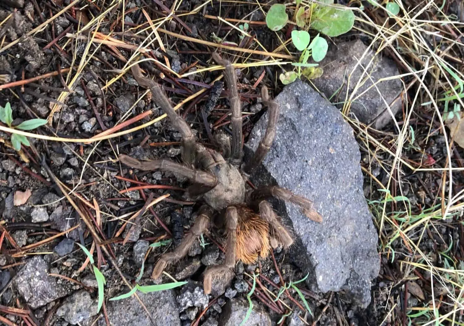 19680 tarantula hawk wasp close up