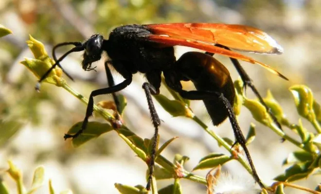 19680 tarantula hawk wasp habitat