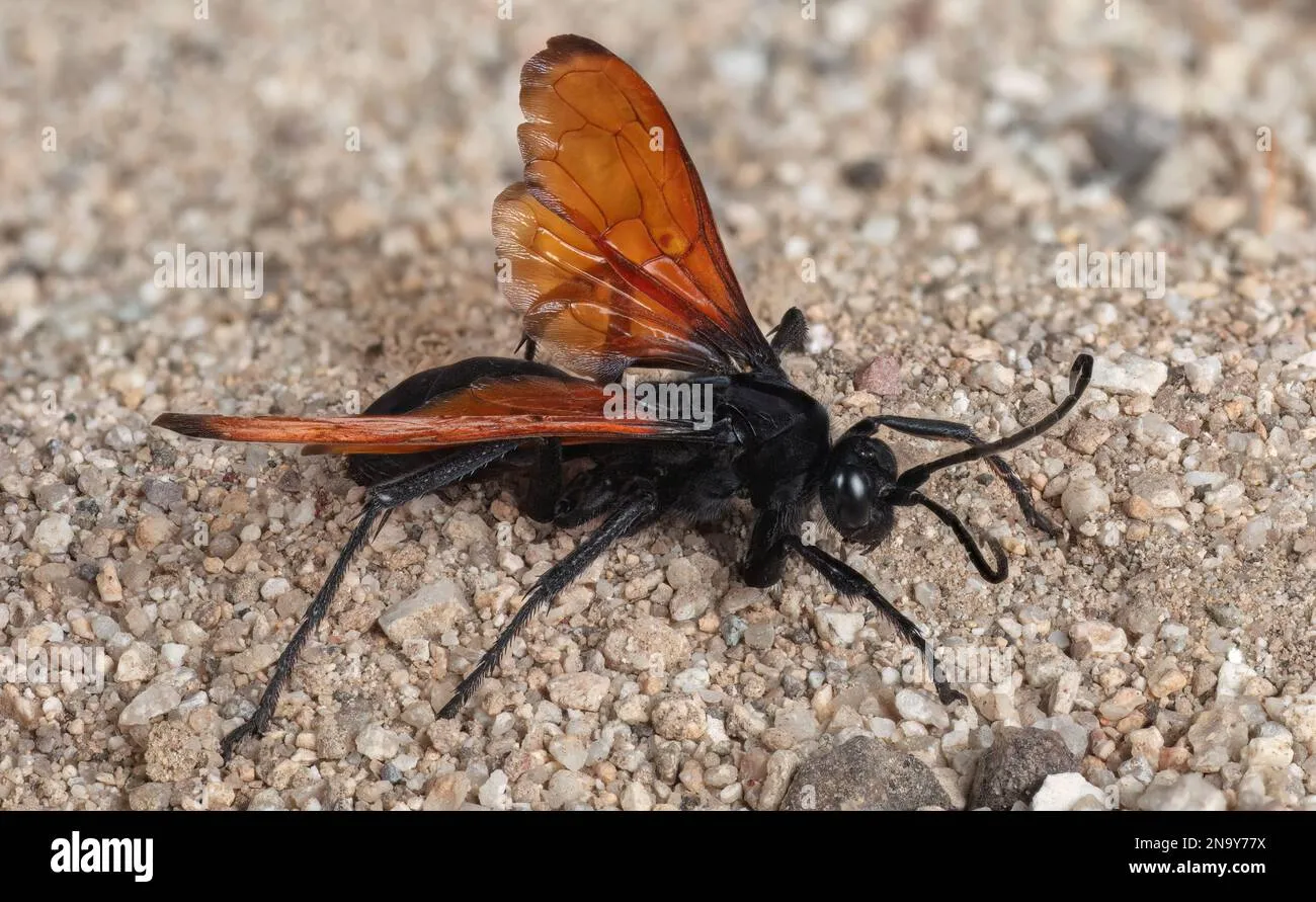 19680 tarantula hawk wasp hunting