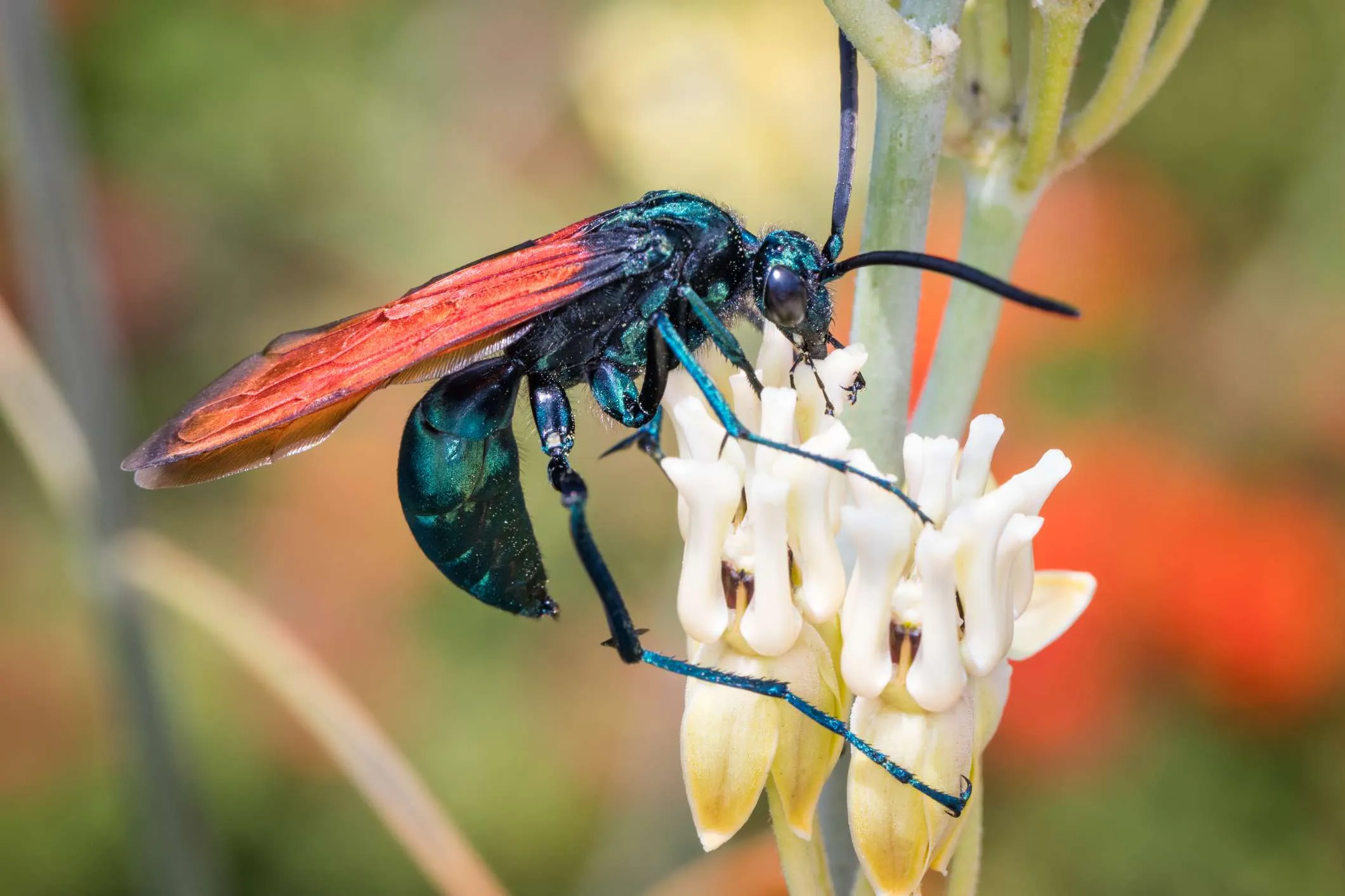 19680 tarantula hawk wasp life cycle