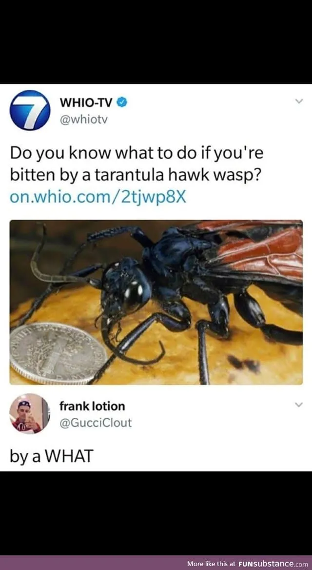 19680 tarantula hawk wasp overview