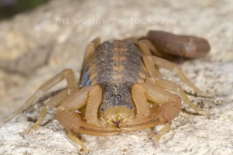 19680 tarantula hawk wasp size comparison