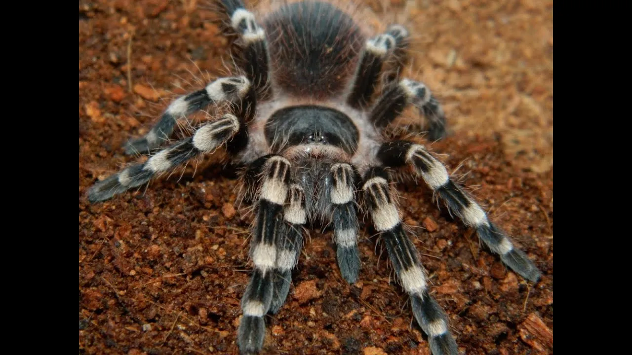 19681 white knee tarantula 1