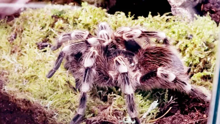19681 white knee tarantula 2