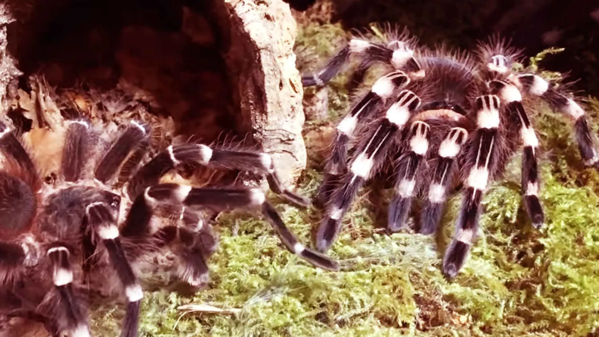 19681 white knee tarantula 3