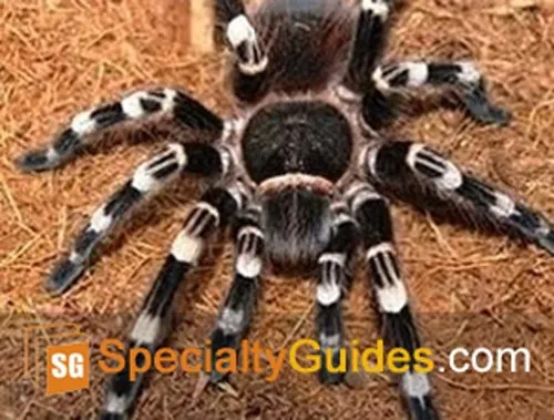 19681 white knee tarantula 4