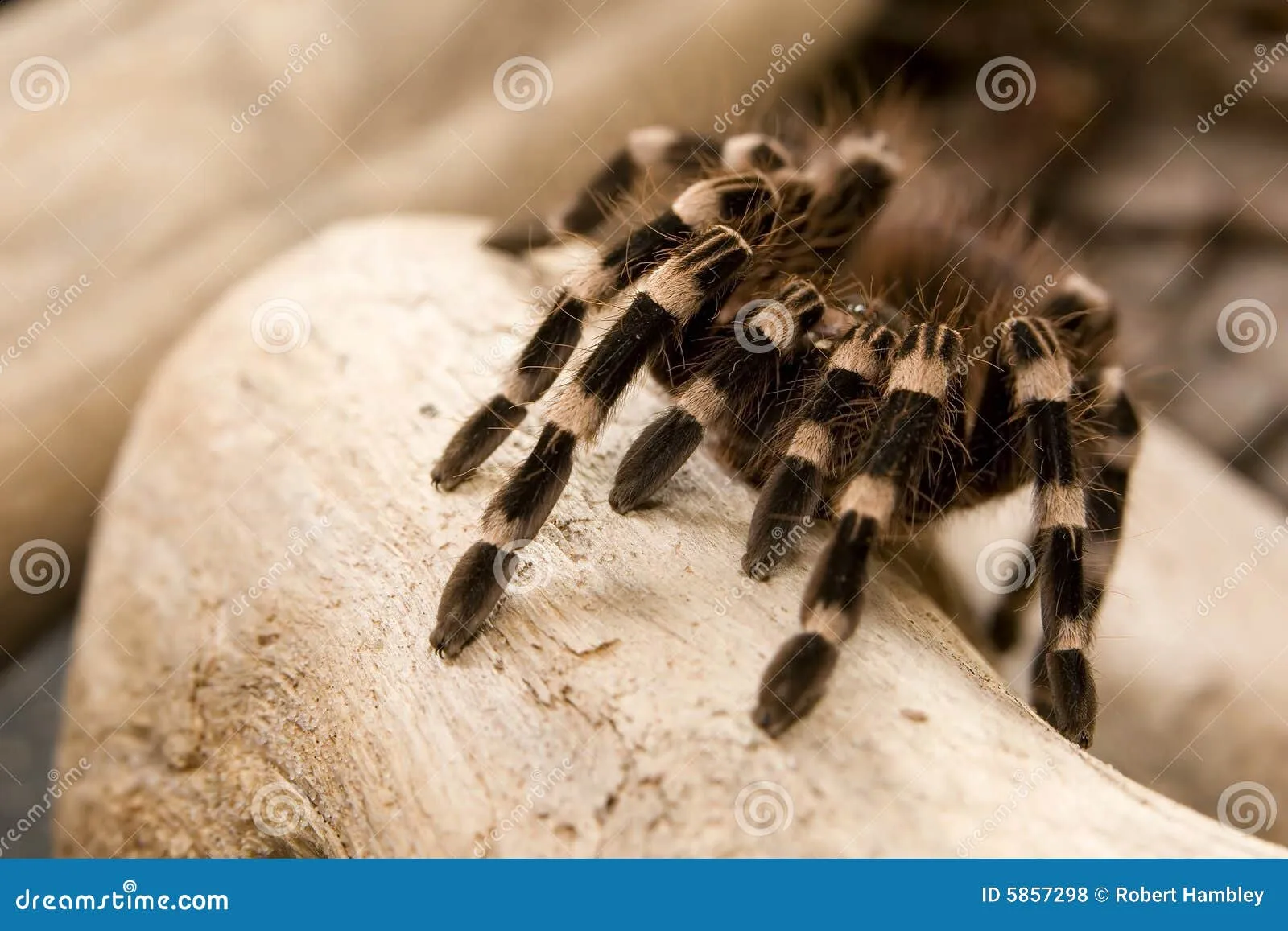 19681 white knee tarantula 6