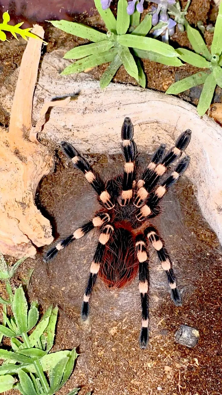 /img/19681-white-knee-tarantula-7.webp