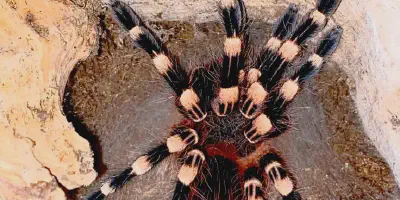 /img/19681-white-knee-tarantula-7.webp