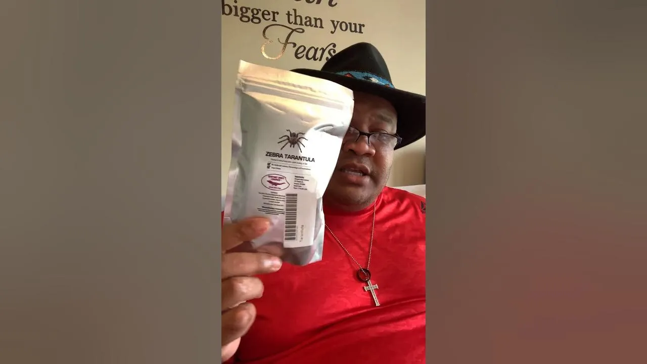 19682 zebra tarantula enclosure