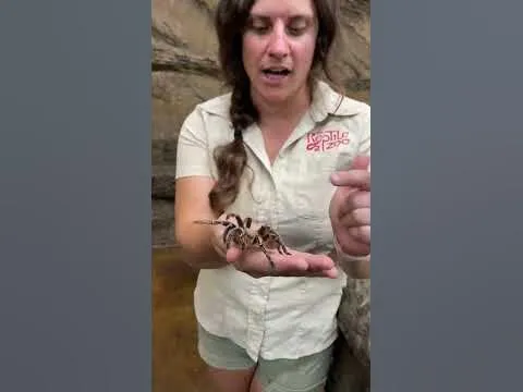 19682 zebra tarantula handling