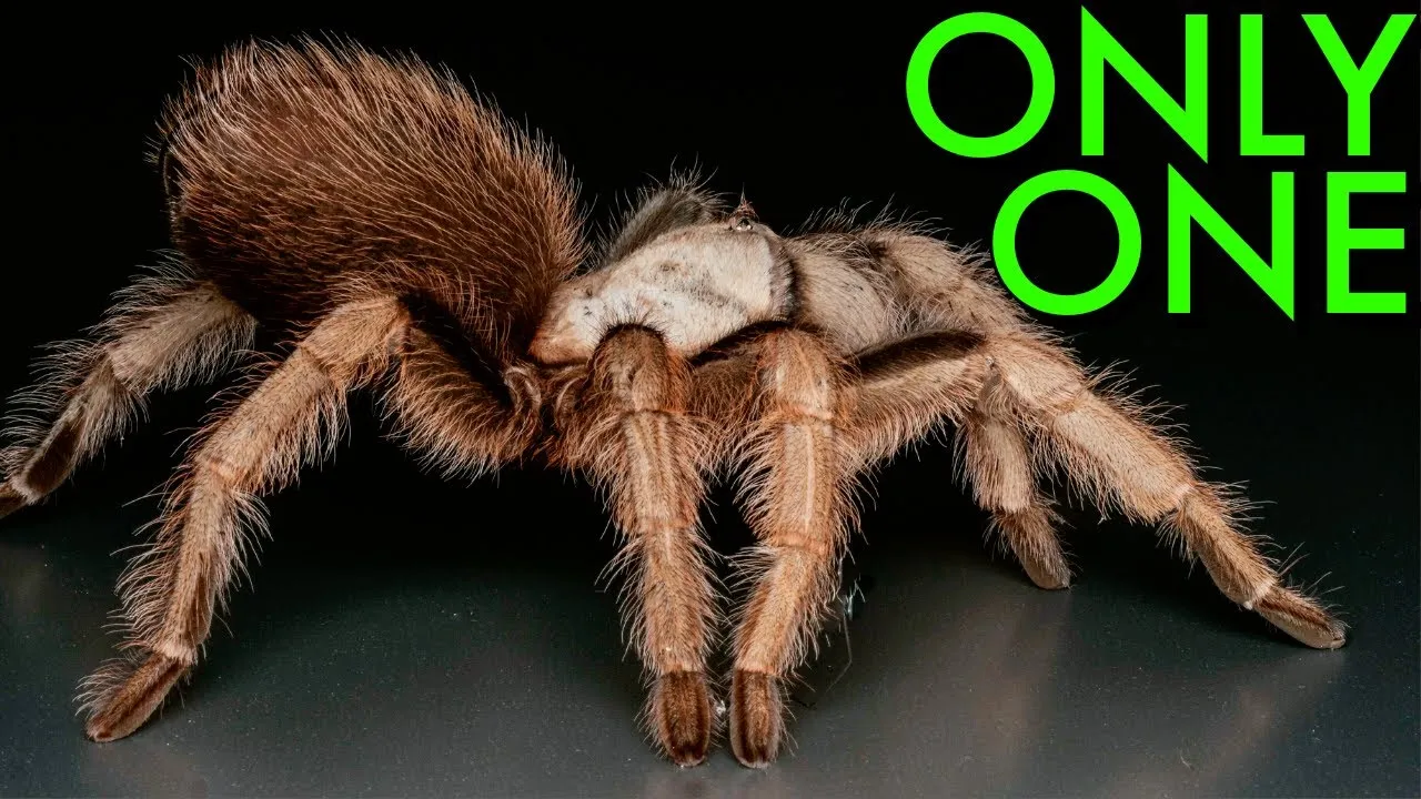 /img/19682-zebra-tarantula-health.webp