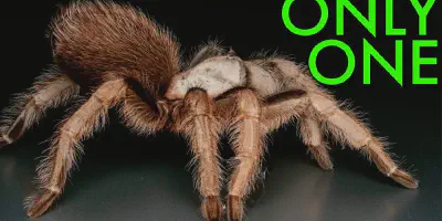 /img/19682-zebra-tarantula-health.webp