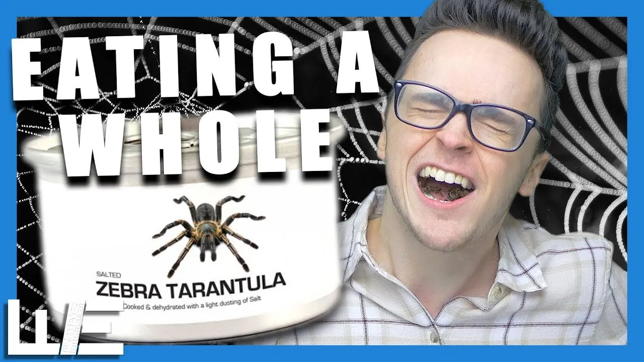 19682 zebra tarantula overview