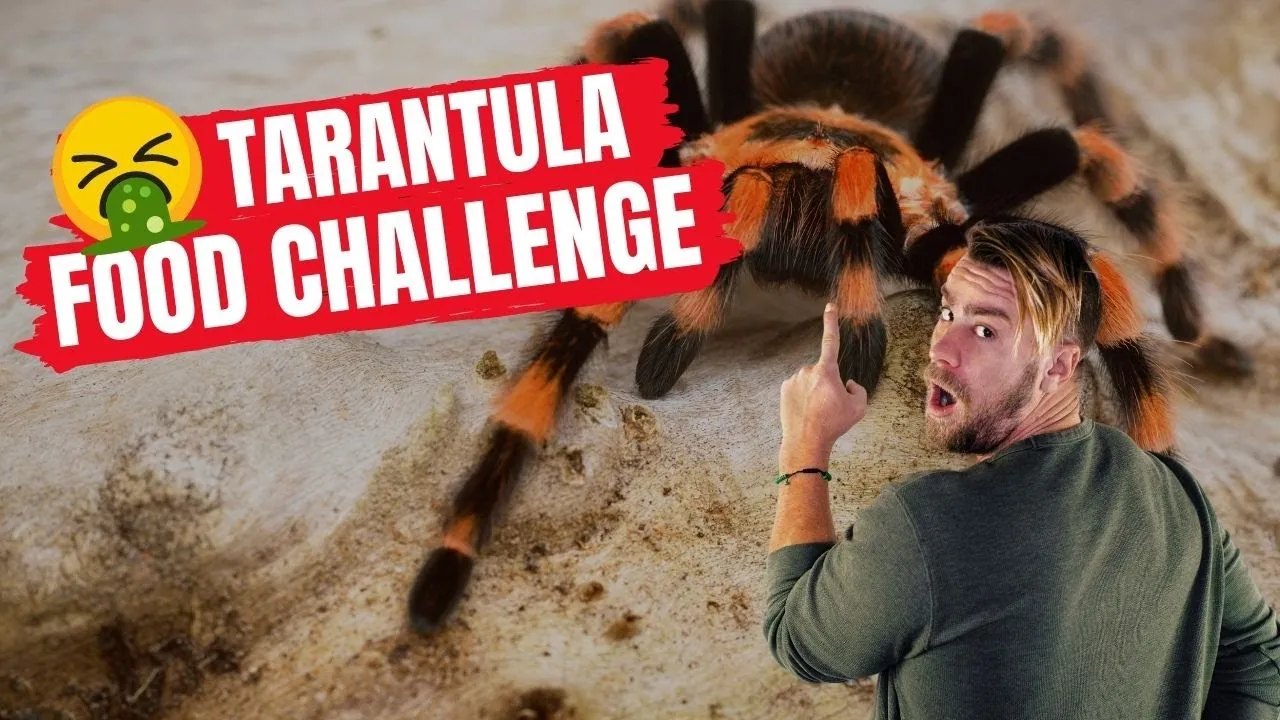 19682 zebra tarantula substrate