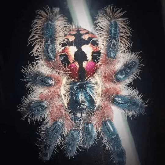 19683 brazilian jewel tarantula feeding