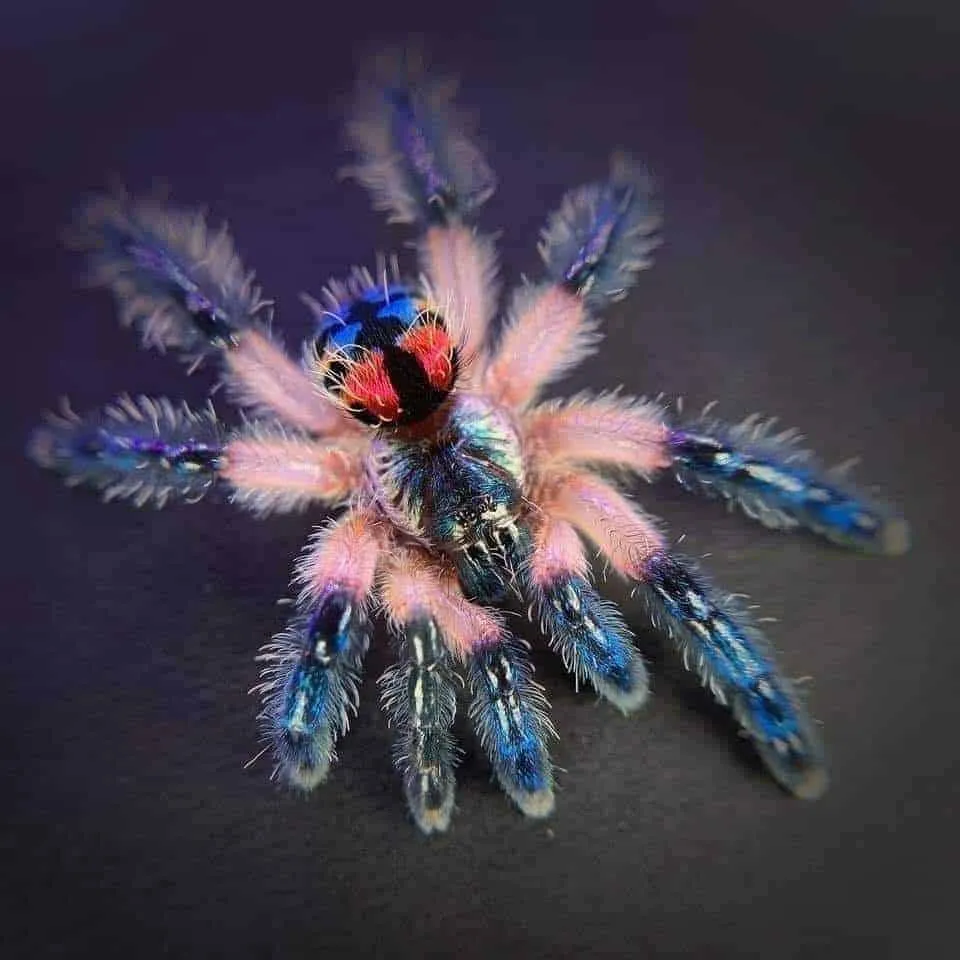 19683 tarantula molting process