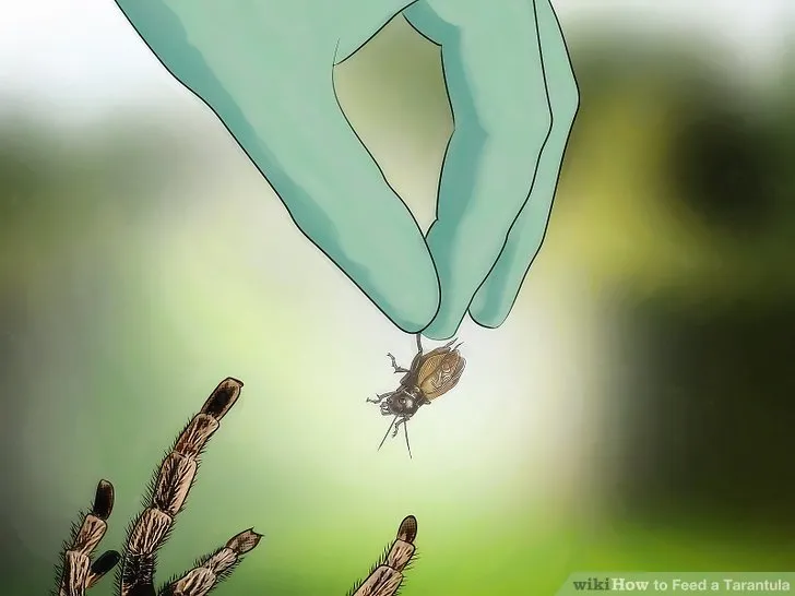 19684 tarantula adult