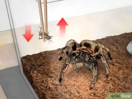 /img/19684-tarantula-environment.webp