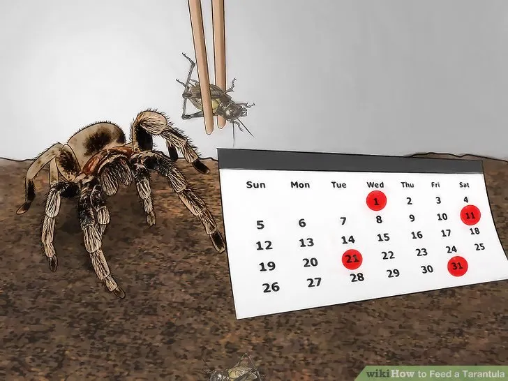 19684 tarantula juvenile