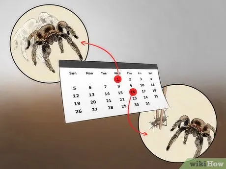 19684 tarantula prey