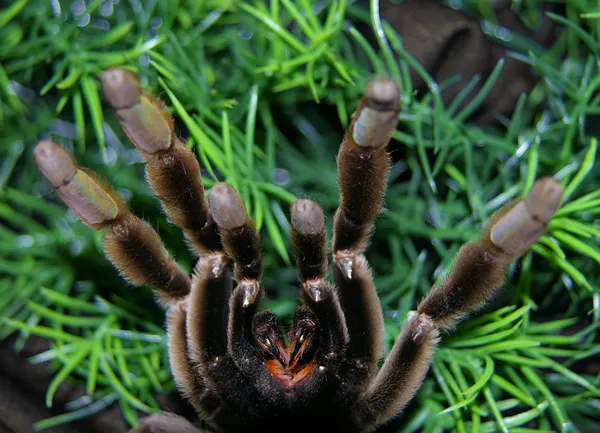 19685 brazilian wandering spider