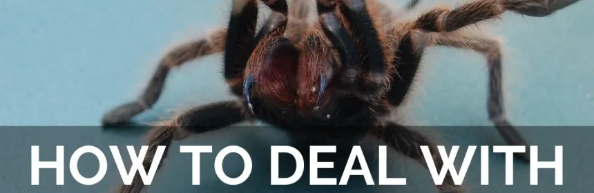 19685 cobalt blue tarantula