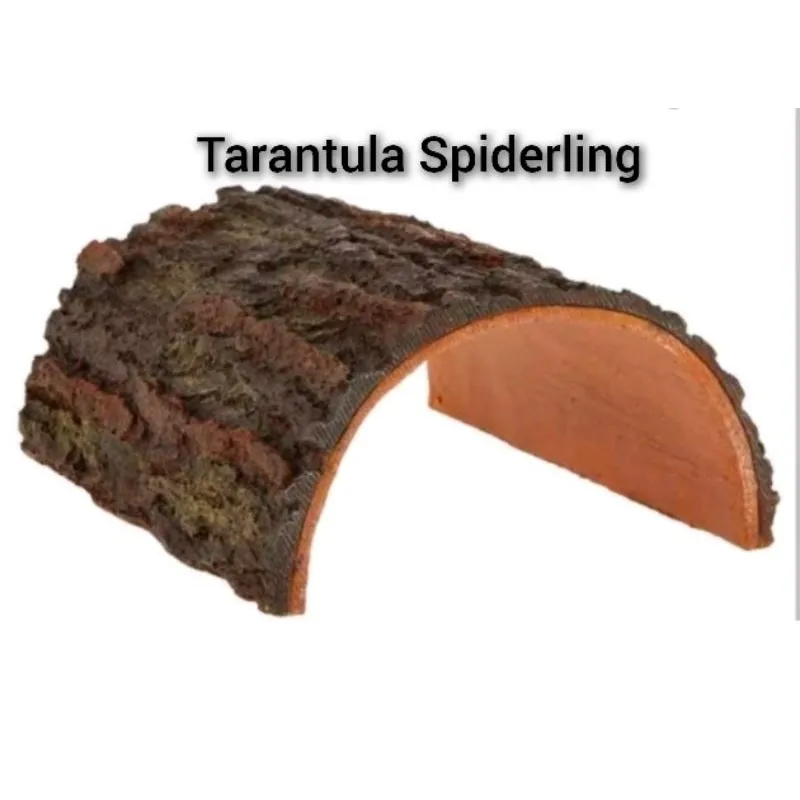 19686 dehydrated tarantula sling