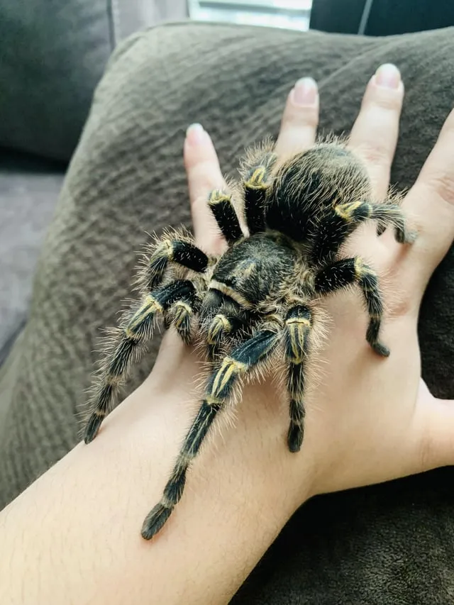 19686 rehydrating tarantula sling