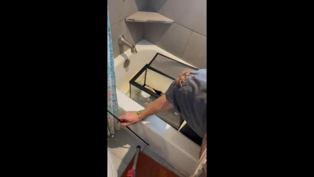 19686 tarantula sling environment