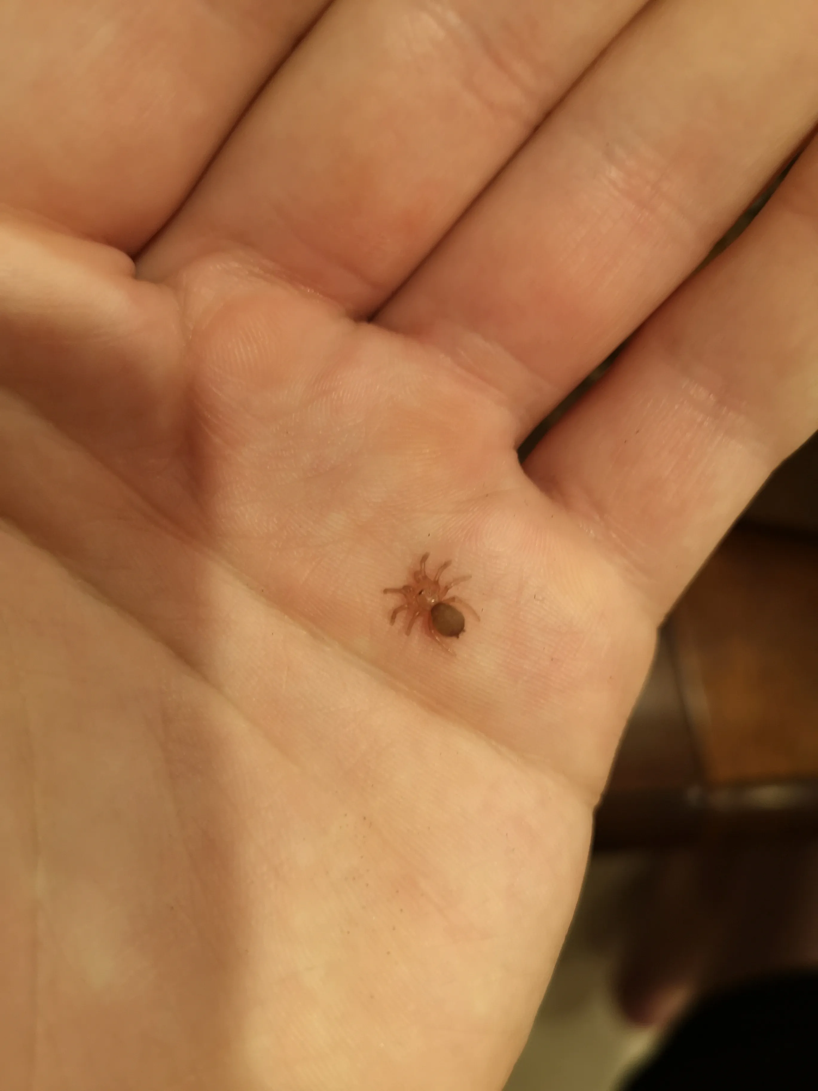 19686 tarantula sling stress