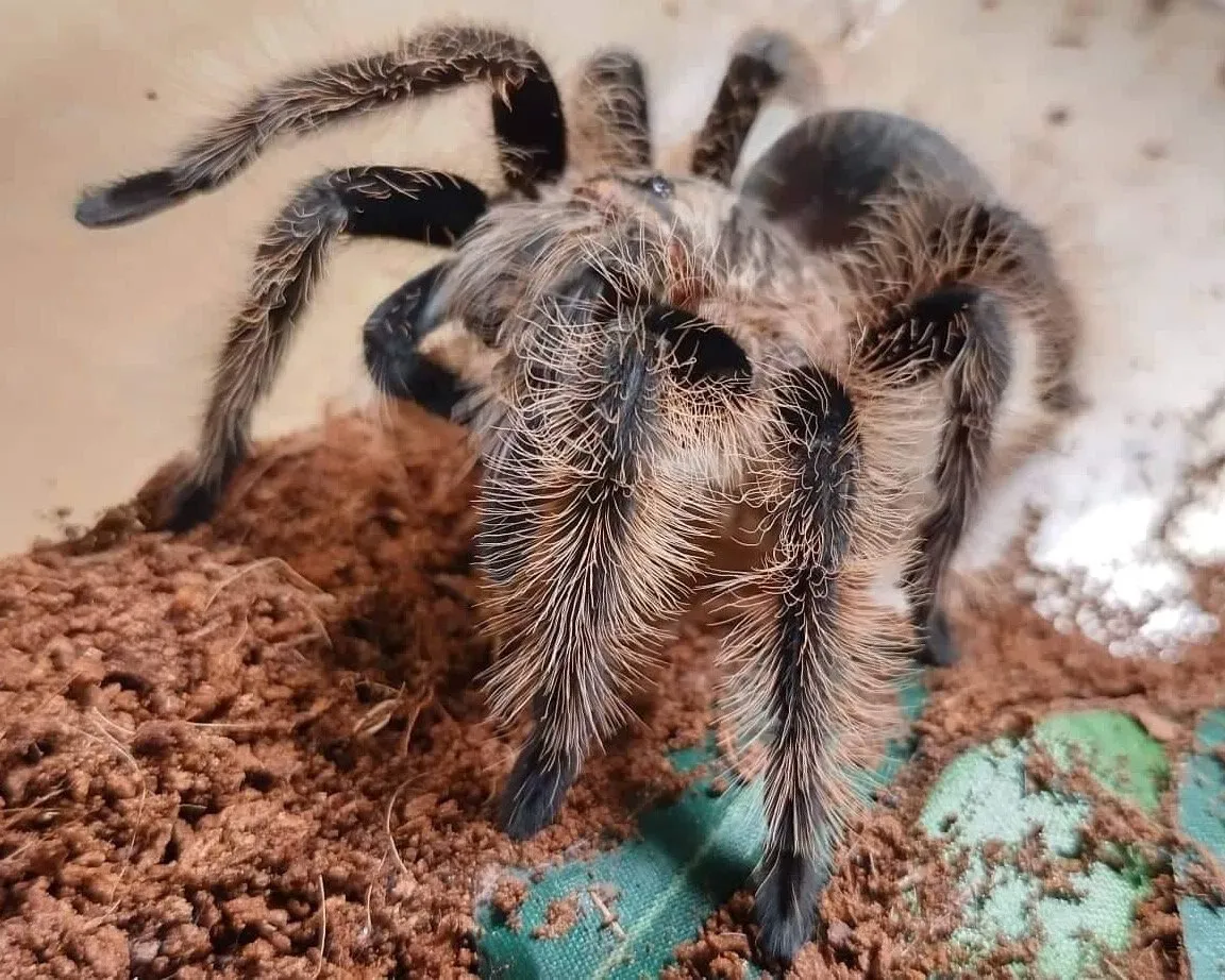 19687 pink curly hair tarantula image6