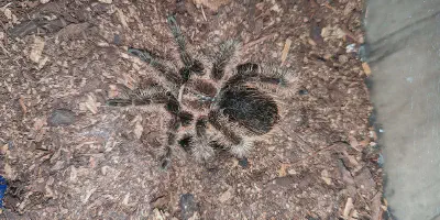/img/19687-pink-curly-hair-tarantula-image7.webp