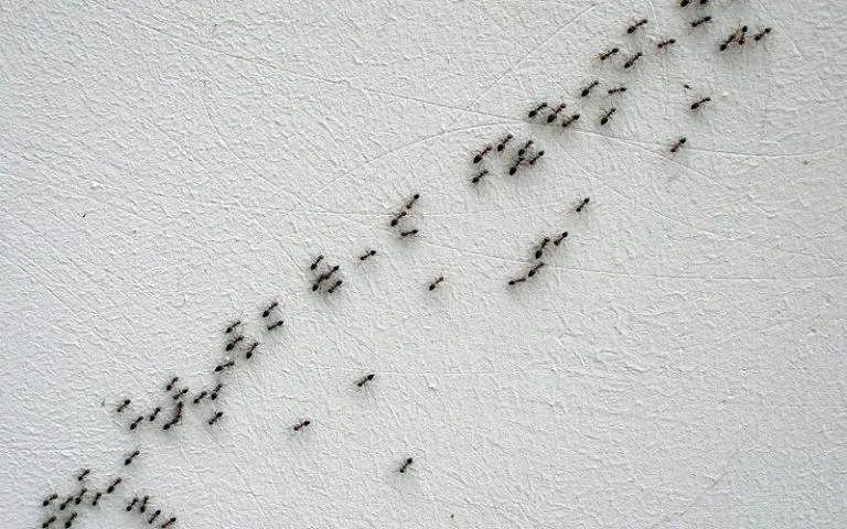 19689 ants tarantula danger