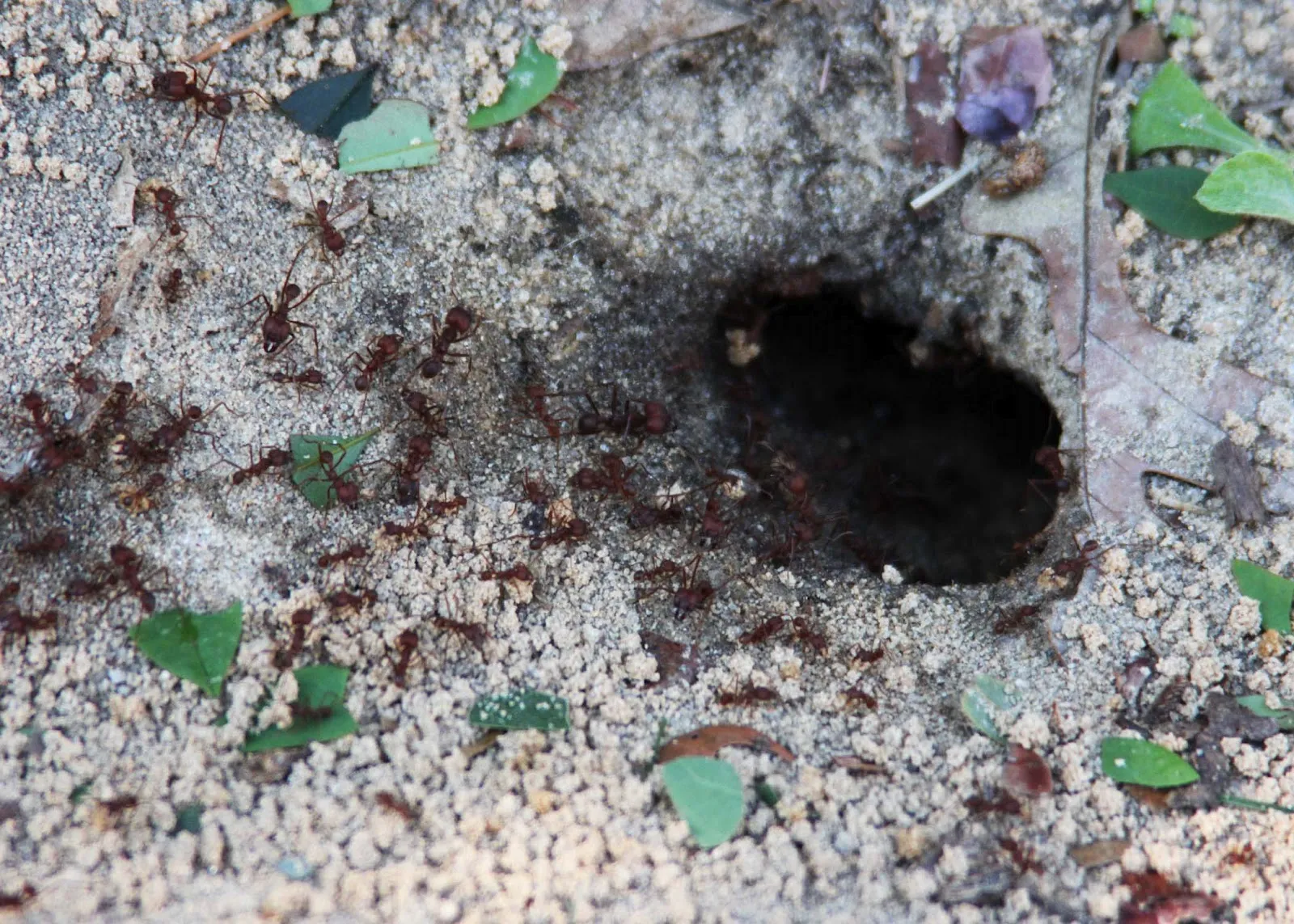 19689 safe tarantula habitat