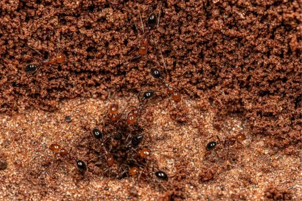 19689 tarantula defense