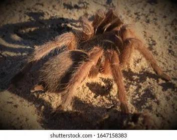 19690 kotzman tarantula enclosure
