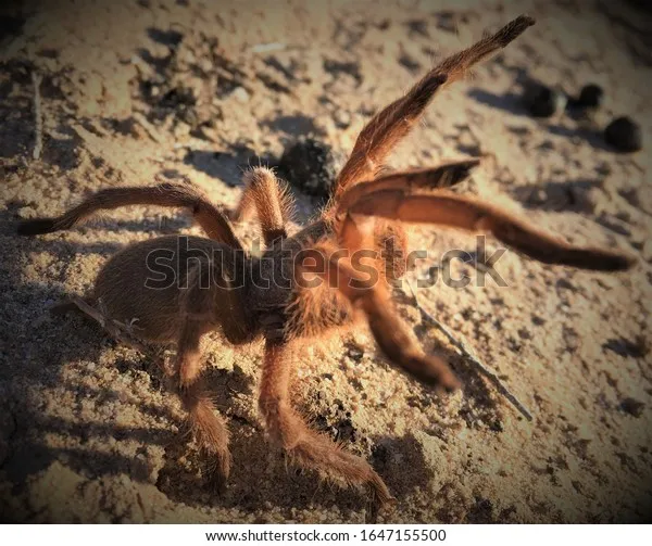 19690 kotzman tarantula feeding