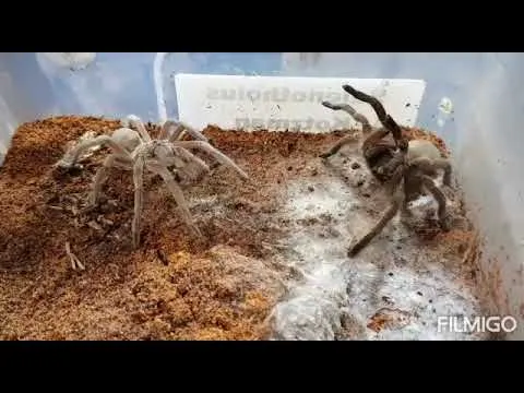 19690 kotzman tarantula handling
