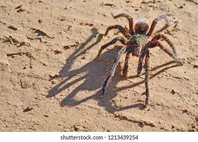 19690 kotzman tarantula spiderling