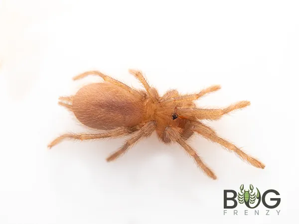 19690 kotzman tarantula water