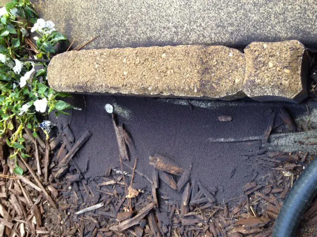 19691 springtail colony